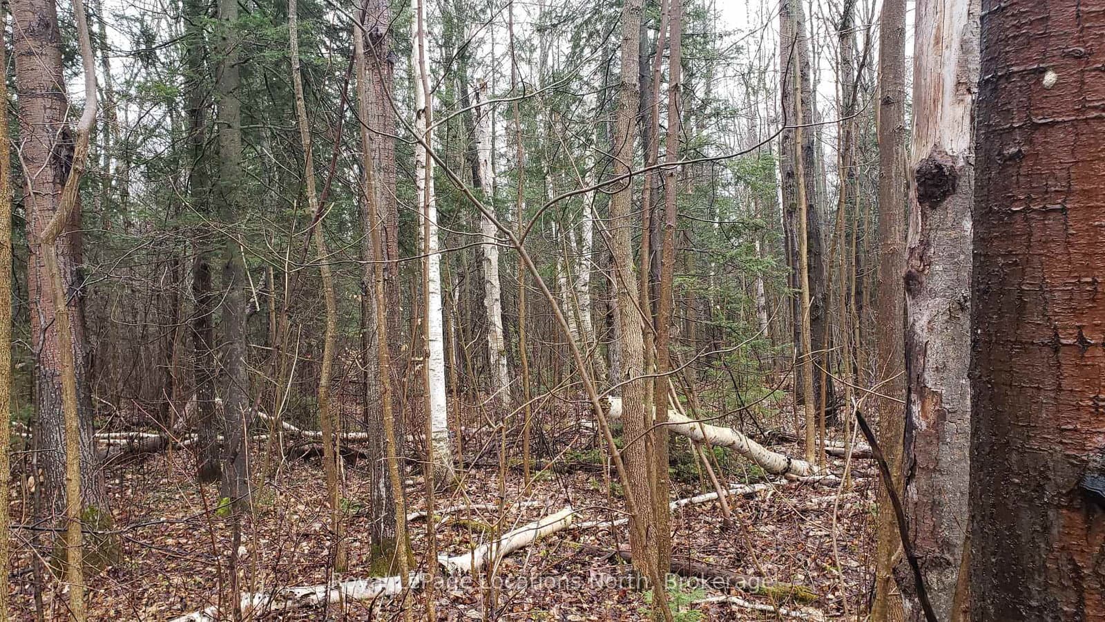 6125 Second Concession Road thumbnail 4